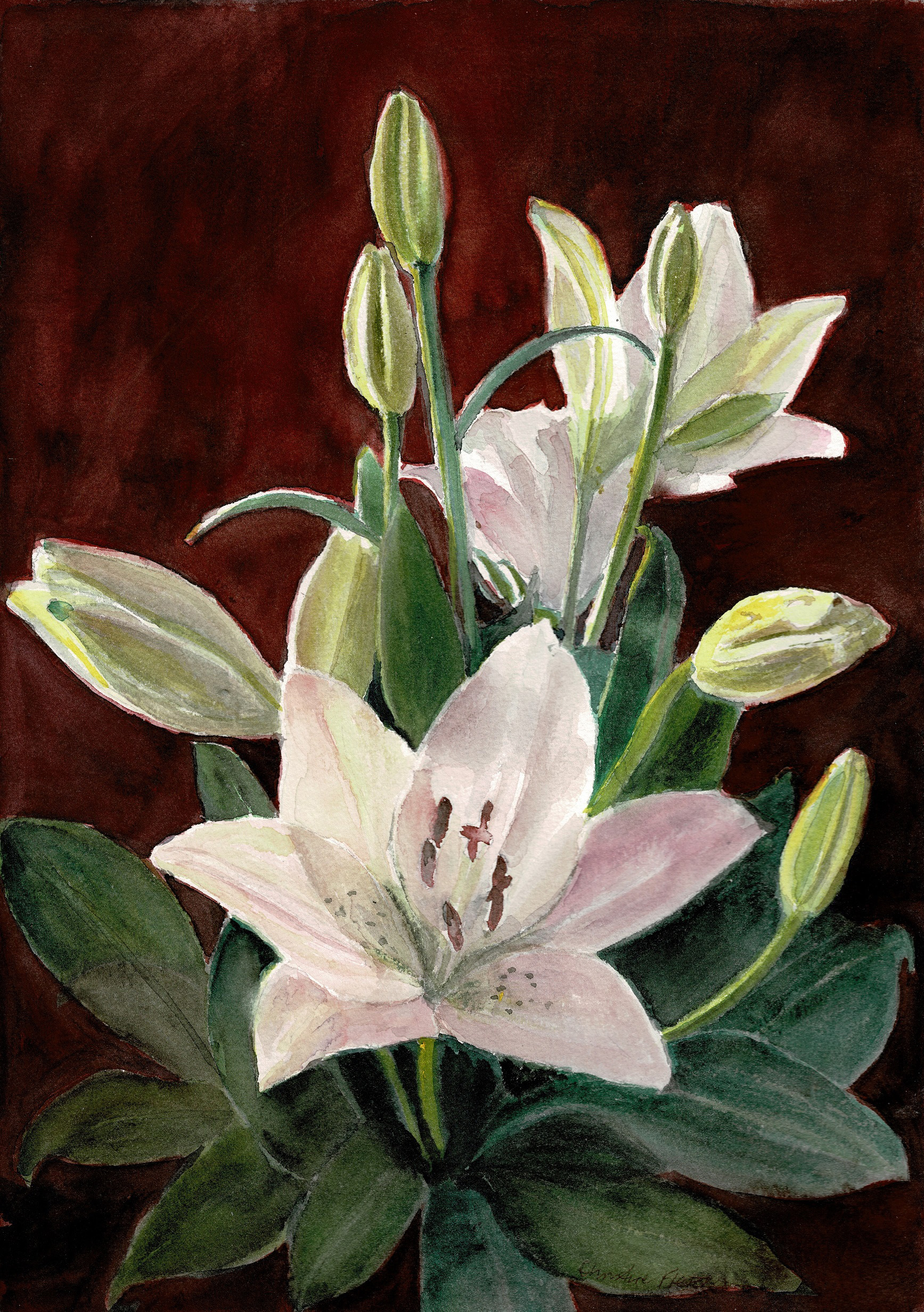 Christine Fletcher, lillies, watercolour