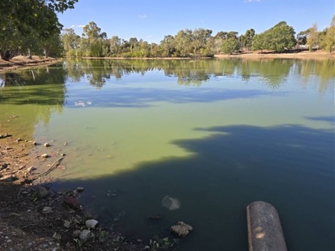 Lake.Victoria.BGA.algae.jpg