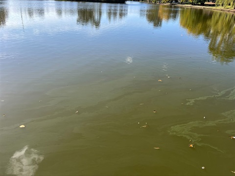 Blue Green algae.jpeg