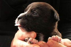 puppy.tongue.jpg
