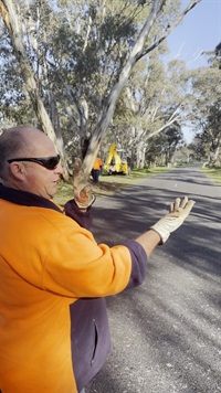 bealiba.tree.over.road.ross.shows.grab.jpg