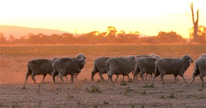 sheep.paddock.cc.CROP2.jpg