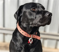 labrador.dog.tag.GRAB.crop.png