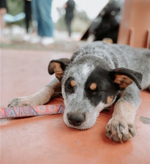 animal.registration.puppy.jpg