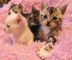 furry.kitten.offer.jpg