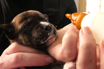 puppy.feed.2.jpg