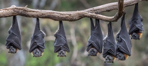 flying.foxes.bats.jpg