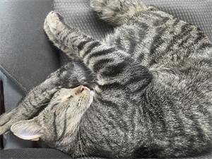 Pet.RegistrationsKLEEN.png