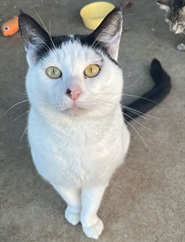 cat.black.white.sitting.pretty.jpeg