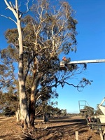 dangerous.tree.lift.cherry.picker.crane.neville.jpg