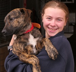 jade.puppy.work.jpg