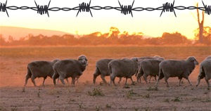 livestock.roads.barbed-wire.jpg