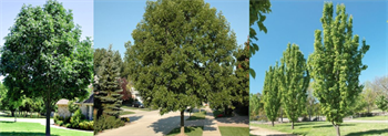 tree.plantings2025.png