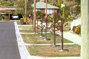 frost.avenue.trees.jpg