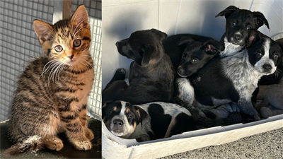 kittens.puppies.png