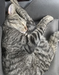 PONCHO.SLEEPS.jpg