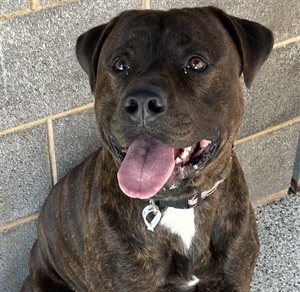 IMG_2040_crop_dog.tagged.jpg