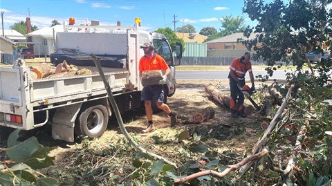 storm.boys.clear.trees_GRAB.jpg